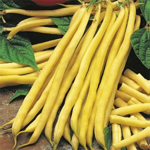 بذور الفاصوليا الصفراء ( Phaseolus vulgaris )