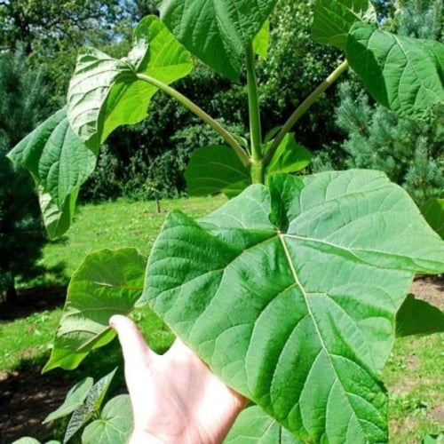 بذور شجرة باولونيا الاميرة ( Paulownia tomentosa )