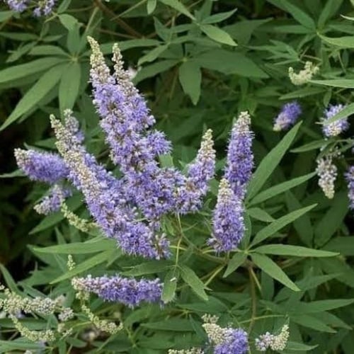 بذور شجيرة كف‬ مريم