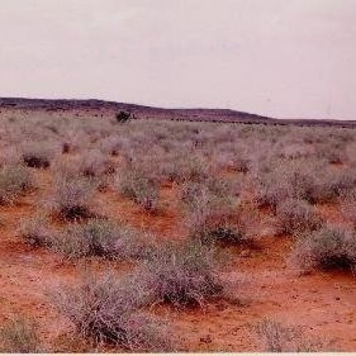 بذور الرمث ( Haloxylon salicornicum )