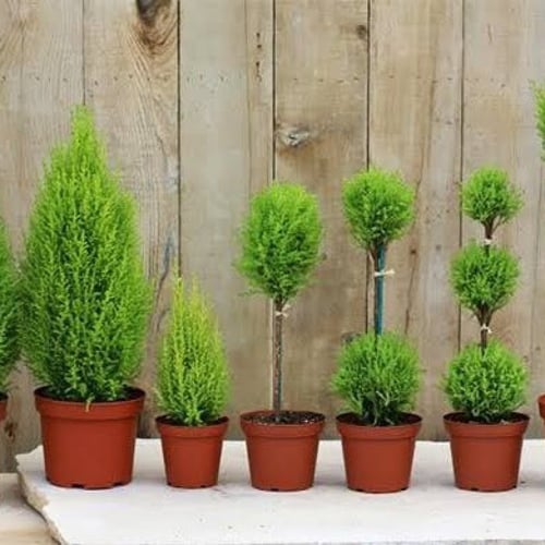 بذور‬ ‫السرو البلدي‬ ‫( Cupressus )