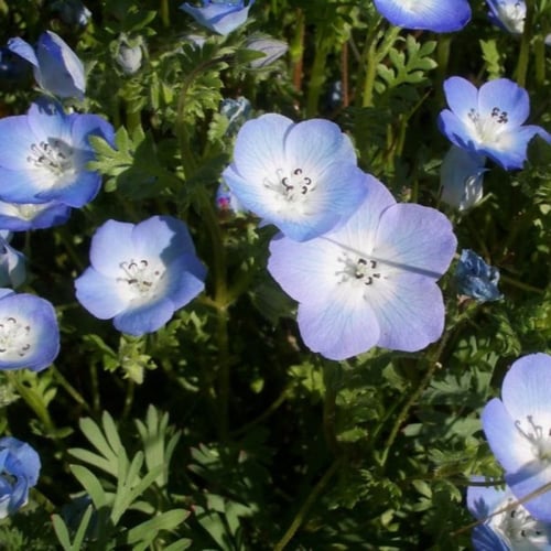 بذور زهرة عيون الطفل الزرقاء ( Nemophila menziesii...