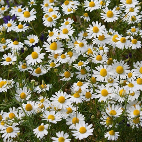 بذور زهرة البابونج ( Matricaria chamomilla )