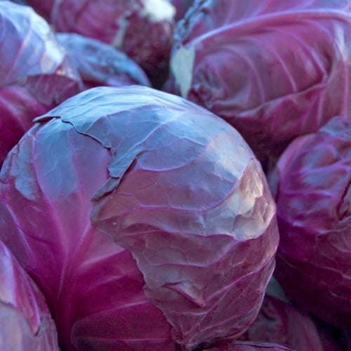 بذور الملفوف الارجواني ( Brassica oleracea var. ca...