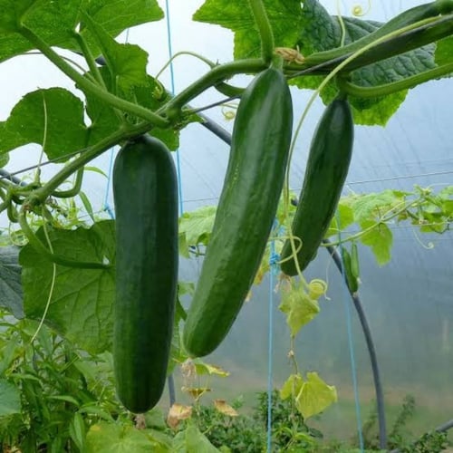 بذور نبات الخيار ( Cucumis sativus )