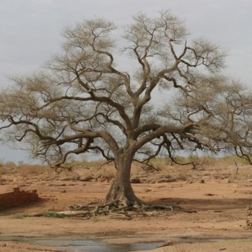 بذور شجرة الحراز النادرة - السنط الابيض ( Faidherb...