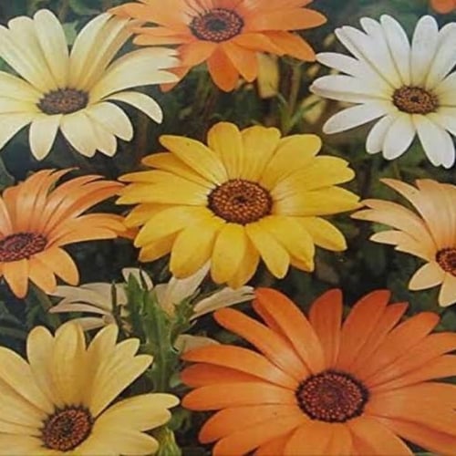 بذور زهور الاقحوان الافريقي ( Dimorphotheca app )