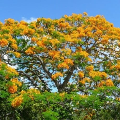 بذور شجرة الرنف النادرة - العضب ( Delonix elata )