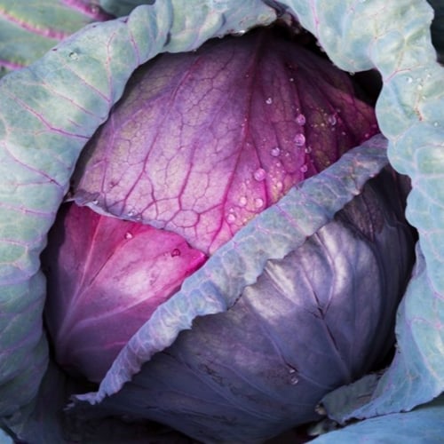 بذور الملفوف الارجواني ( Brassica oleracea var. ca...