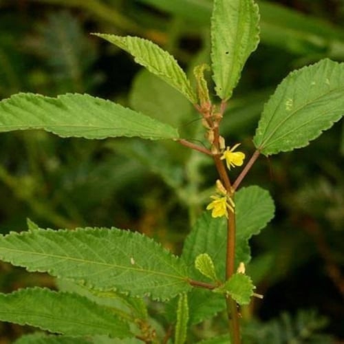 بذور نبات الملوخية ( Corchorus olitorius )