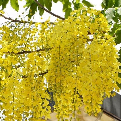 بذور كاسيا فستيولا - خيار شمبر ( Cassia fistula )