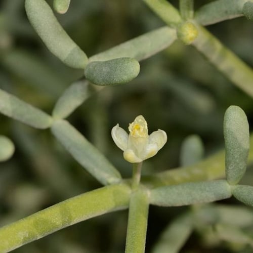 بذور شجيرة الهرم ( Zygophllum coccineum )
