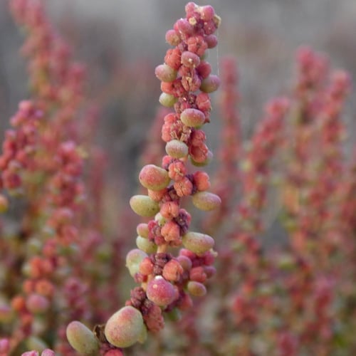 بذور نبات الضمران ( Traganum nudatum )