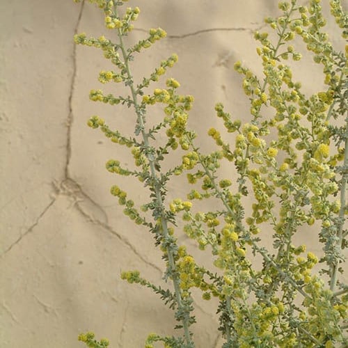 بذور البعيثران - شيح العطارين ( Artemisia Judaica...