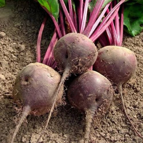 بذور نبات الشمندر - البنجر ( Beta vulgaris )