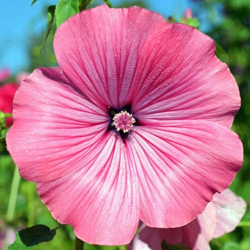 بذور زهرة لافاتيرا ( Lavatera trimestris )