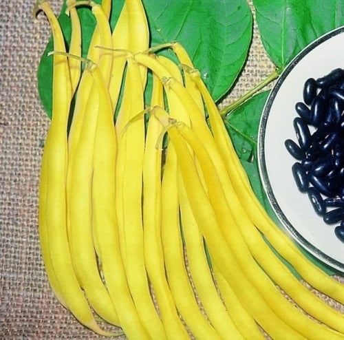 بذور الفاصوليا الصفراء ( Phaseolus vulgaris )