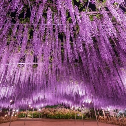 بذور شجرة ويستيريا البنفسجية ( Wisteria sinensis )