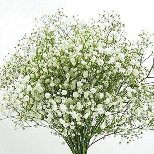 بذور زهرة جيبسوفيلا ايليجانس ( gypsophila Elegans...