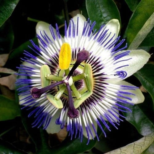 بذور الباشن فروت الأصفر - زهرة الساعة ( Passiflora...