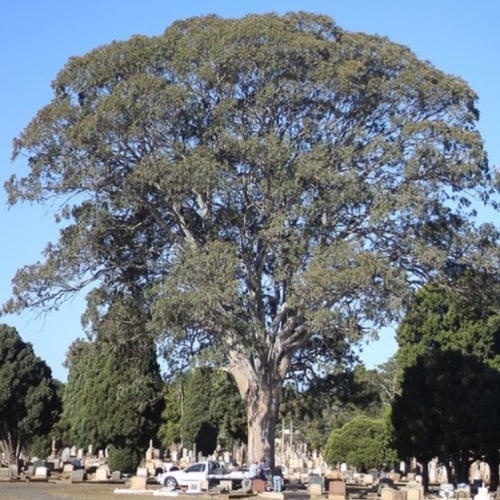 بذور شجرة الكينا - الكين البلدي ( Eucalyptus teret...