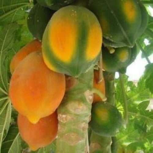 بذور البابايا التايلندية ( Carica papaya )