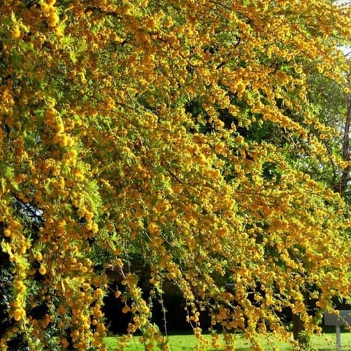بذور طلح الفتنة ( Acacia farnesiana )