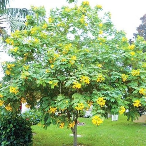‬ ‫بذور كاسيا‬ ‫جلوكا ( Cassia glauca )