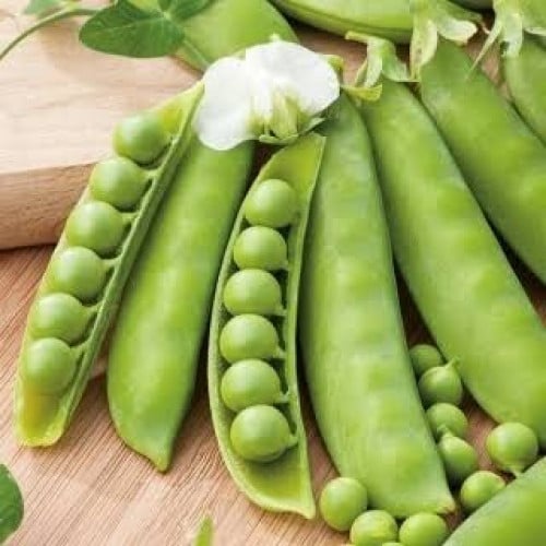 بذور البازلاء ( Pisum sativum )