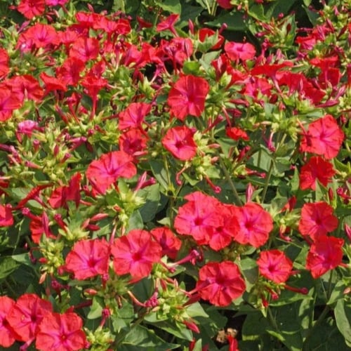 بذور زهرة شب الليل الحمراء - الساعة الرابعة ( Mira...