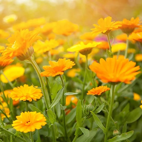بذور زهرة أذريون - كلانديولا ( Calendula officinal...