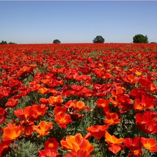 بذور زهور ديدحان كاليفورنيا الأحمر ( Eschscholzia...