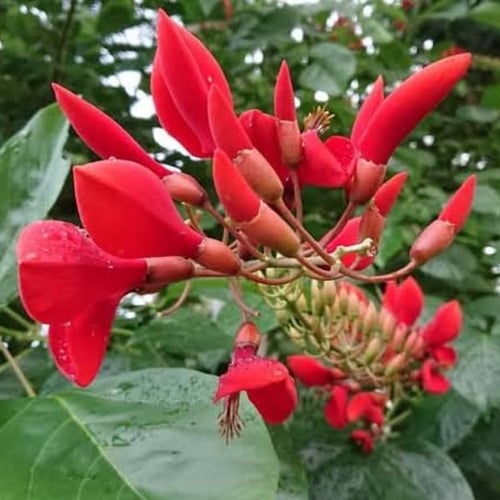 ‫بذور شجيرة ارثرينا‬ ( erythrina humeana )