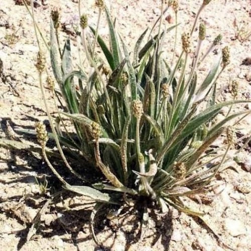 بذور عشبة الربلة ( Plantago ovata )