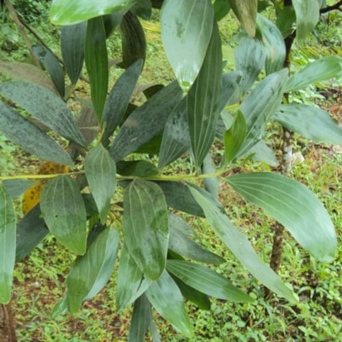 بذور شجرة طلح - أكاسيا مانقيوم‬ ( acacia mangium )