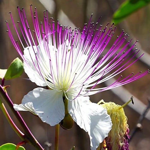 بذور الشفلح - القبّار ( Capparis spinosa )