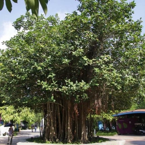 بذور شجرة الفيكس البنغالي ( Ficus benghalensis )