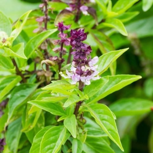 بذور الريحان ( Ocimum basilicum )