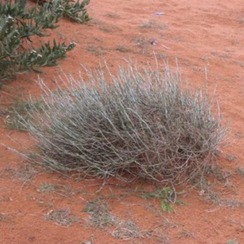 بذور الرمث ( Haloxylon salicornicum )