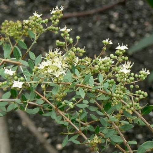 بذور شجرة الحناء البلدي (Lawsonia Inermis)