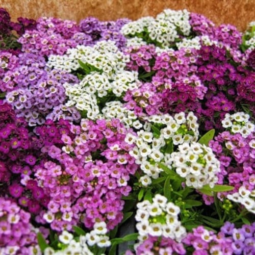 بذور زهرة الأليسم ( Lobularia maritima )
