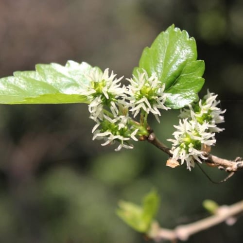 بذور شجرة توت القز الأبيض - ألبا ‫( morus alba )
