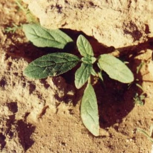 بذور نبات الأرقة - الجريد ( Helianthemum )