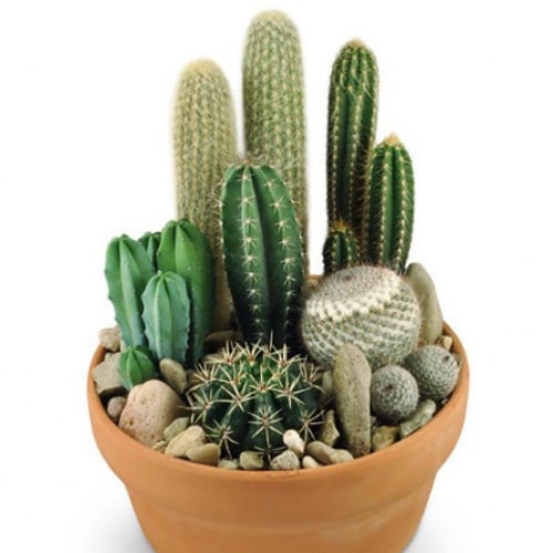 بذور الصباريات ( cactaceae )