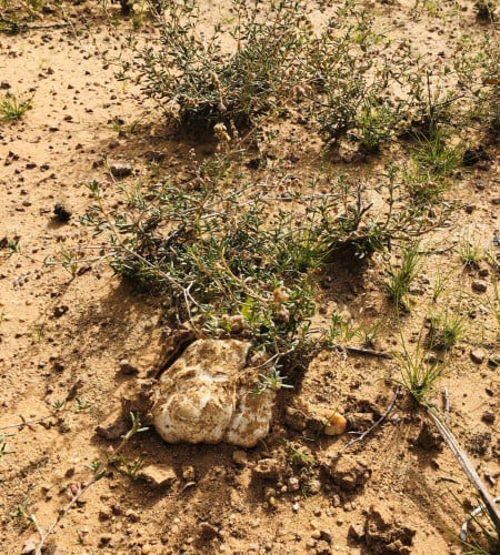 بذور الرقروق - القصيص ( Helianthemum )