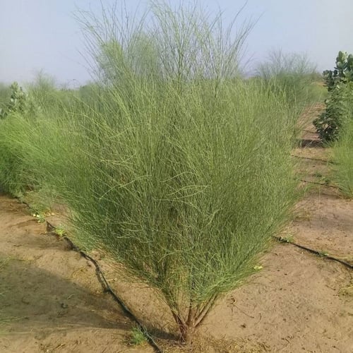 بذور اليسر أو البان العربي أو المورينجا العربي ( M...