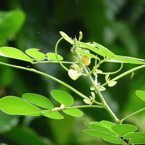 بذور سنا الصينية - المنجلية ( Senna obtusifolia )