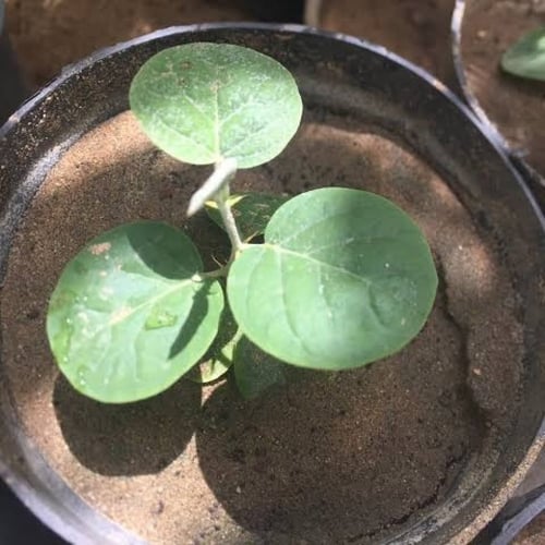 بذور شجيرة الشفلح - القبّار ( Capparis spinosa )