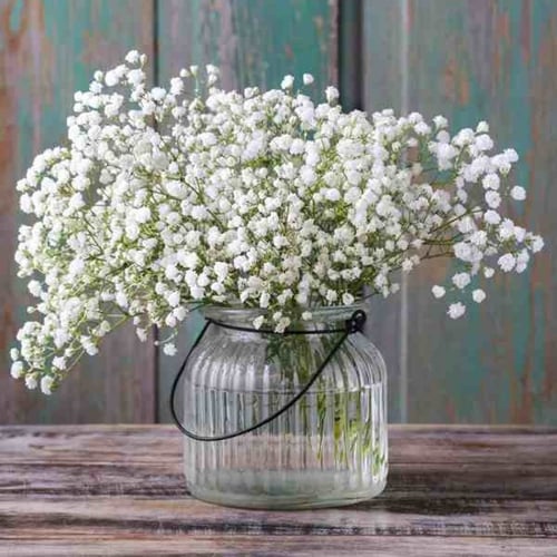 بذور زهرة جيبسوفيلا ايليجانس ( gypsophila Elegans...