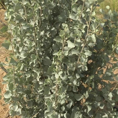 بذور القطف - الرغل الأبيض ( Atriplex Leucoclada Bo...